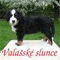 Chovatelska stanice ps�: VALA�SK� SLUNCE