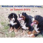 Chovatelska stanice ps�: ZE SAMOVA DVORA
