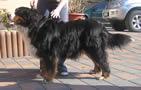 Chovatelska stanice ps�: Z DOBRO�KOVIC