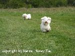 Chovatelska stanice ps�: HONEY TAO