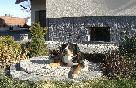 Chovatelska stanice ps�: OD HVIZDAL�KU
