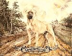 Chovatelska stanice ps�: SANDSTORM BULL