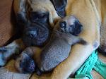 Chovatelska stanice ps�: Z LOM�ANSK�CH VRCH�