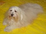 Chovatelska stanice ps�: OD C�SA�SK�HO MOSTU