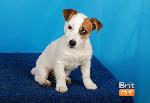 Chovatelska stanice ps�: VERONIKAS DOG