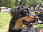 Chovatelska stanice ps�: HALI GALI