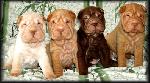 Chovatelska stanice ps�: QUASAR KENNEL