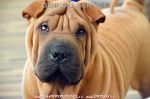 Chovatelska stanice ps�: ORIKOU KENNEL