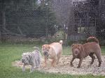 Chovatelska stanice ps�: PRINCESS OF MORAVIA