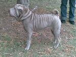 Chovatelska stanice ps�: PU ANG