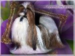 Chovatelska stanice ps�: IMPERIAL BOHEMIA