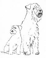 Chovatelska stanice ps�: WHEATEN DARLING