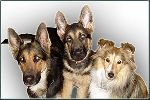 Chovatelska stanice ps�: DENNY MOR�VIA