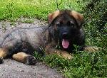 Chovatelska stanice ps�: Z DVO��KOVA SADU