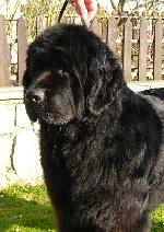 Chovatelska stanice ps�: BLACK PERLE