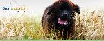 Chovatelska stanice ps�: BEAR MOUNTAIN