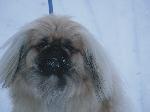 Chovatelska stanice ps�: ZLAT� PERLA