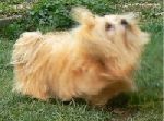 Chovatelska stanice ps�: MOKR� BANDITA