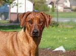 Chovatelska stanice ps�: HV�ZDA �IVOTA