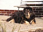 Chovatelska stanice ps�: VL�DCE NOCI