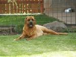 Chovatelska stanice ps�: TOSA Z LOU�T�NA