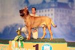 Chovatelska stanice ps�: AZARIO - CHOVATELSK� STANICETOSA INU  