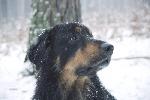 Chovatelska stanice ps�: ART ZE STAR�HO DVORA