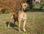 Chovatelska stanice ps�: CARLSONS BULL