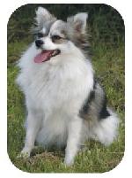 Chovatelska stanice ps�: MORAVIA DEVIL