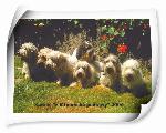 Chovatelska stanice ps�: PETIT BASSET GRIFFON VEND�EN