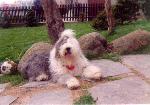 Chovatelska stanice ps�: Z MORAVSK� BR�NY