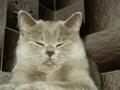 Chovatelska stanice ps�: Z PANSK�HO DVORA*CZ