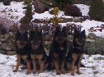 Chovatelska stanice ps�: DARASK�R