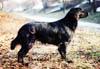 Chovatelska stanice ps�: Z KROUKART�