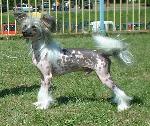 Chovatelska stanice ps�: Z JASN� HV�ZDY