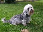 Chovatelska stanice ps�: ZE �IHELSK� ZAHRADY