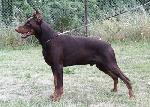 Chovatelska stanice ps�: PASECK� �DOL�