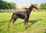 Chovatelska stanice ps�: ROYAL DUX