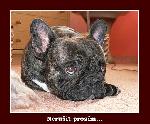 Chovatelska stanice ps�: STR��N� PES A GUDOG