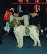 Chovatelska stanice ps�: Z M�CHOVA KRAJE OF BAJER