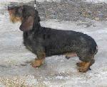 Chovatelska stanice ps�: CZECH ORIGIN�L