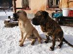 Chovatelska stanice ps�: MONI�IN R�J