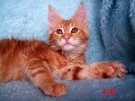 Chovatelska stanice ps�: MERRITY CATS, CZ