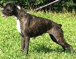 Chovatelska stanice ps�: CANTERWILSKY PIDI�VIK