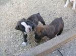 Chovatelska stanice ps�: VELK� DVUR
