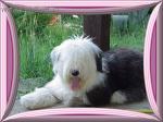 Chovatelska stanice ps�: BOBTAIL AMBRA
