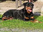 Chovatelska stanice ps�: OD KA�KY
