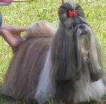 Chovatelska stanice ps�: Z TIBETSKEJ R͊E