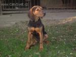 Chovatelska stanice ps�: POP�V KE�