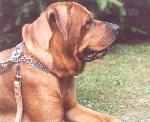 Chovatelska stanice ps�: JAPAN DOG